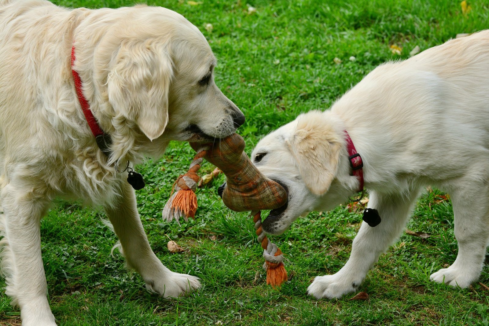 Actividades lúdicas para perros de todas las razas